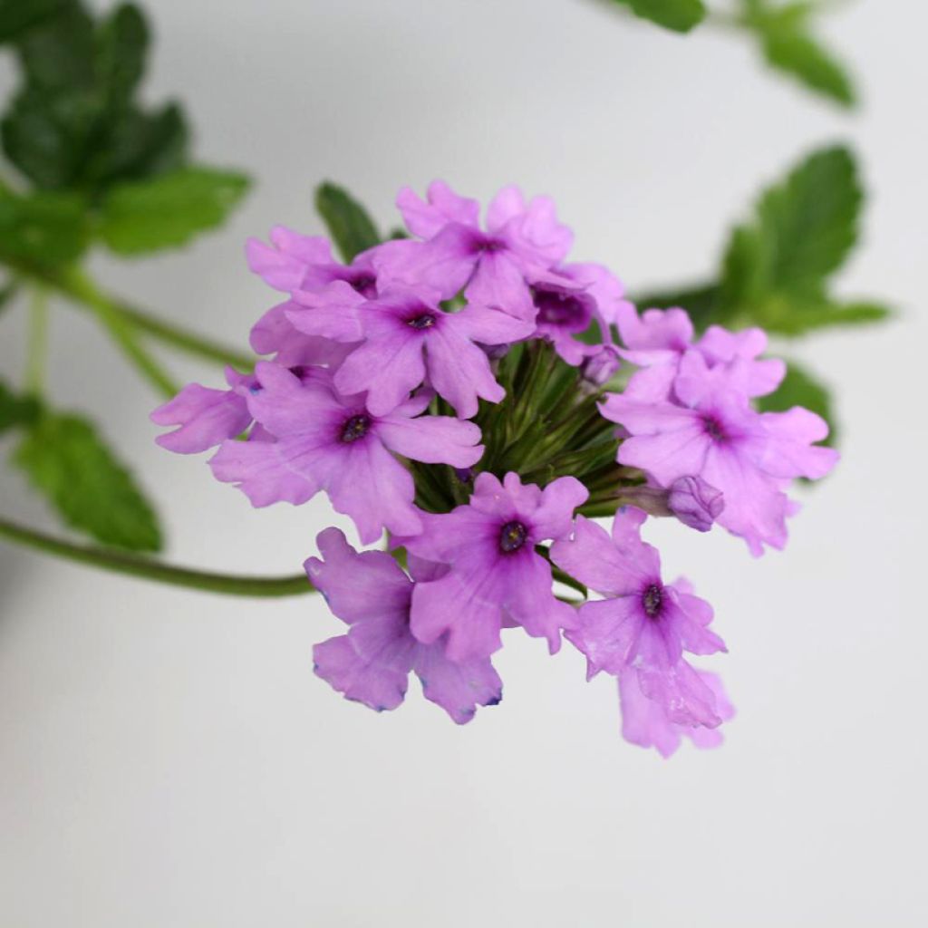 Verveine Seabrook's Lavender