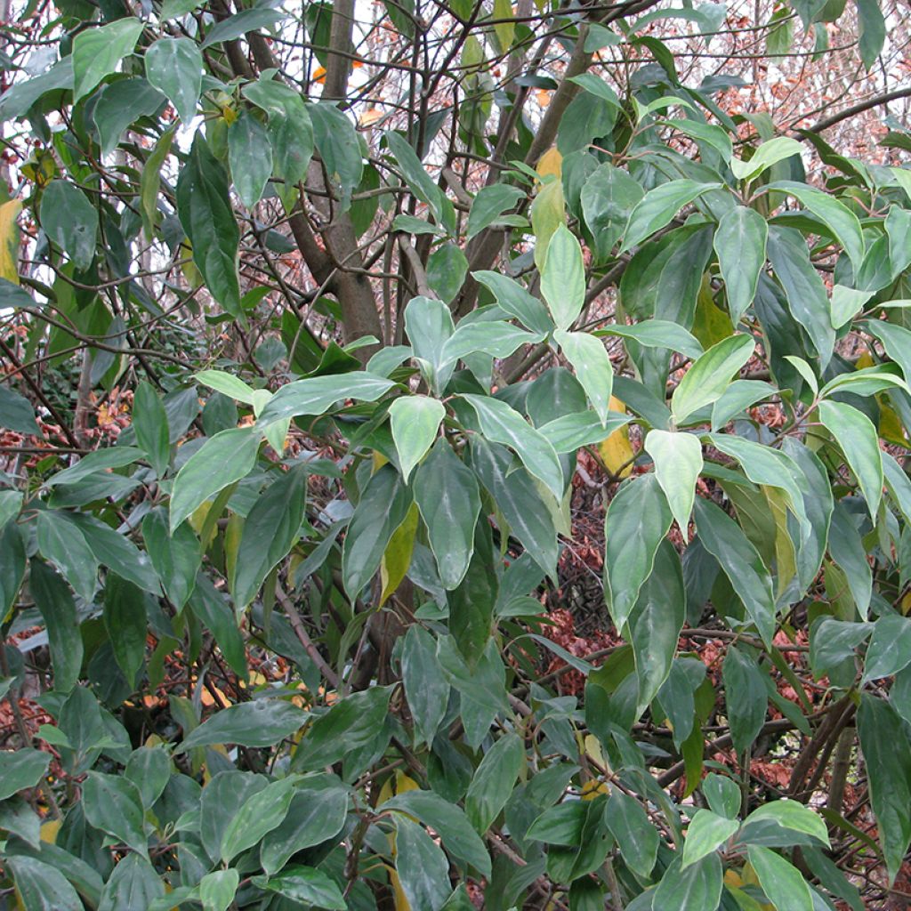 Viburnum cylindricum - Viorne à fleurs tubulaires