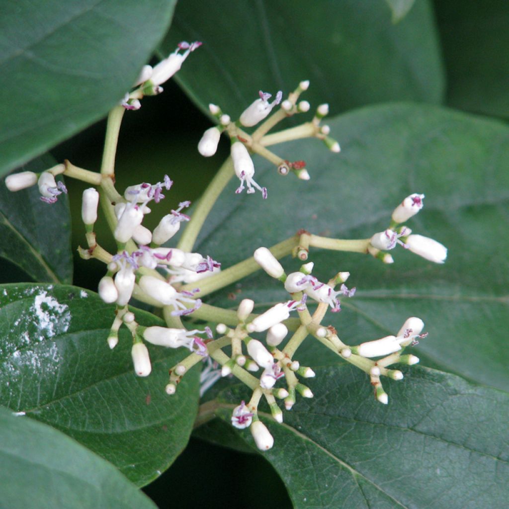 Viburnum cylindricum - Viorne à fleurs tubulaires