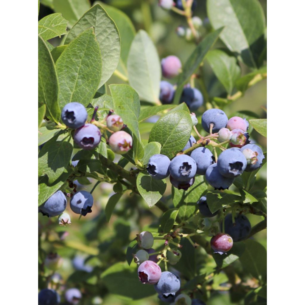 Myrtillier Hortblue Poppins