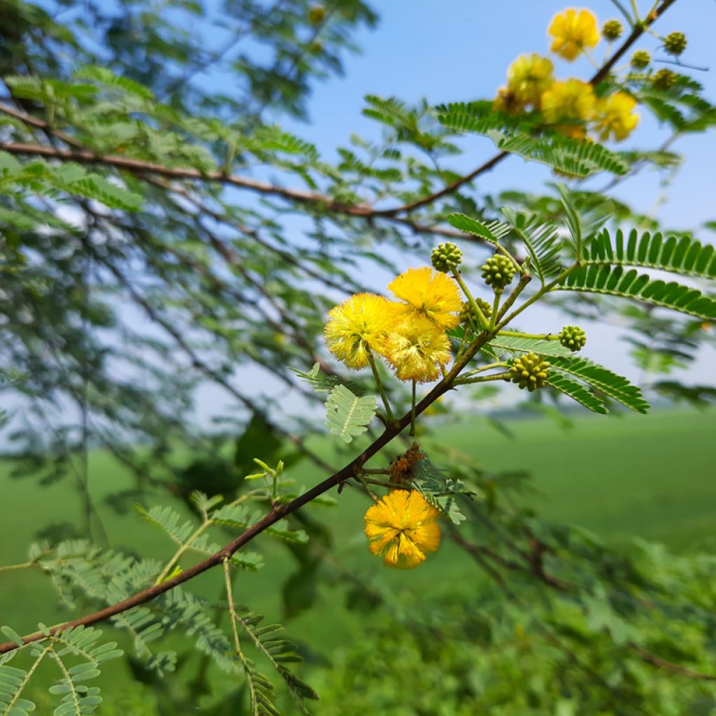 Vachellia farnesiana - Cassier