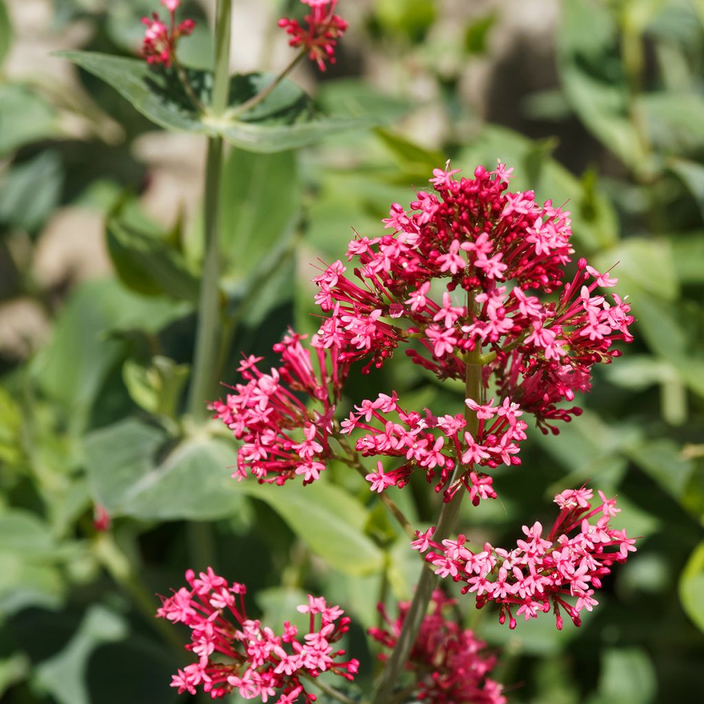 Valériane rouge, Centranthus ruber coccineus