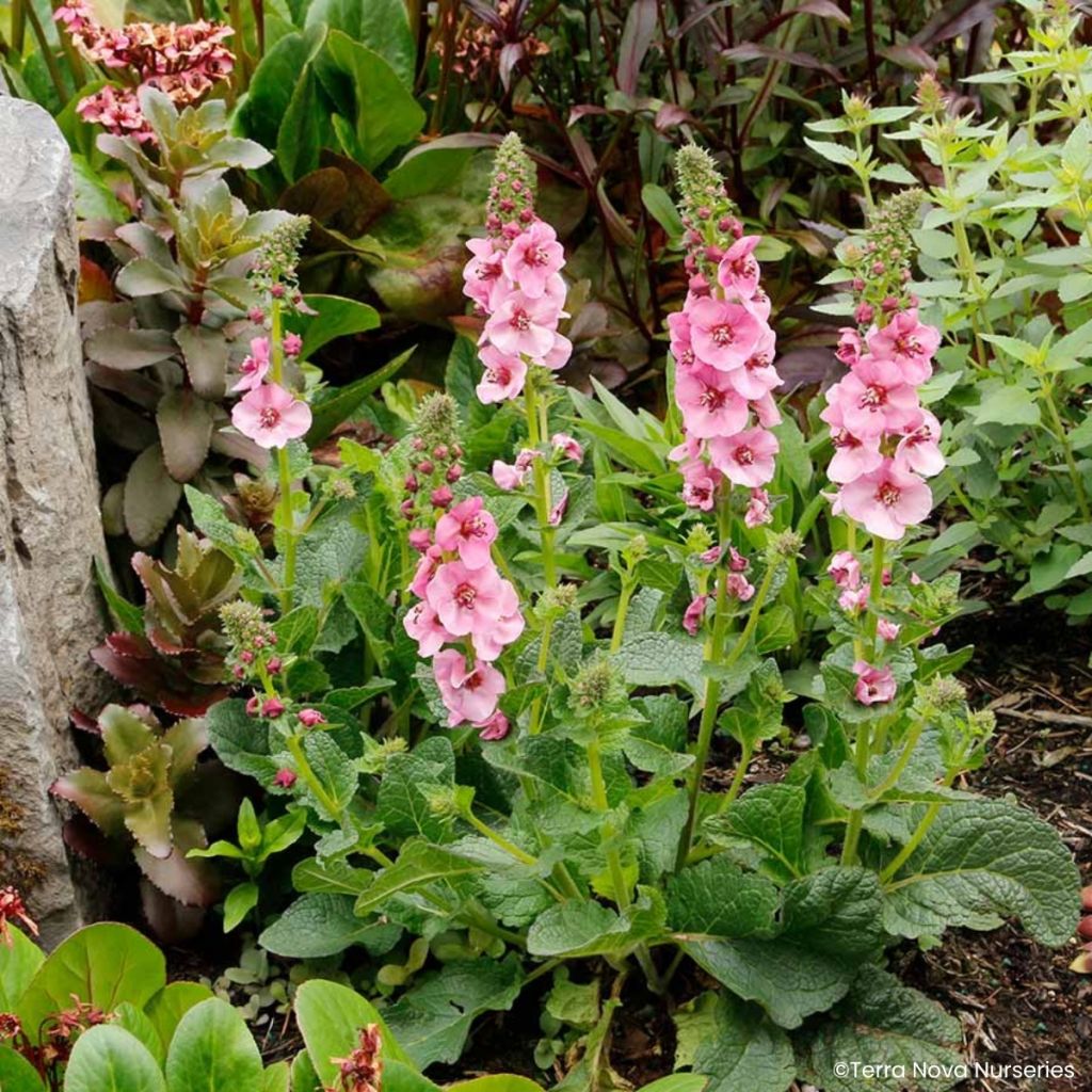 Verbascum Lavender Lass - Molène hybride