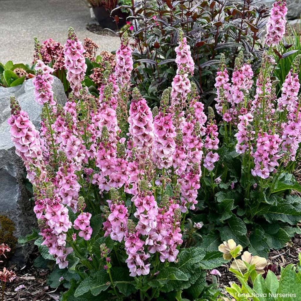 Verbascum Lavender Lass - Molène hybride