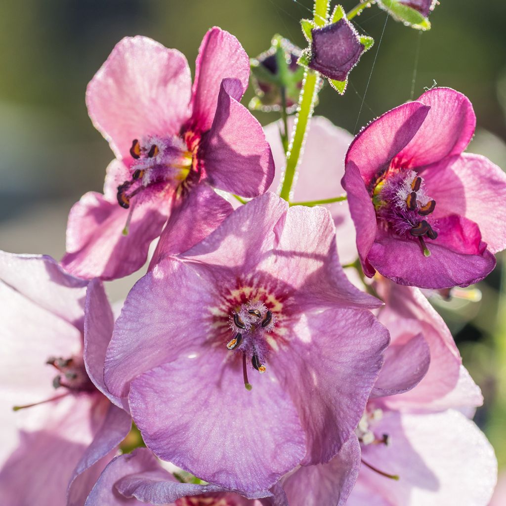 Verbascum Lavender Lass - Molène hybride