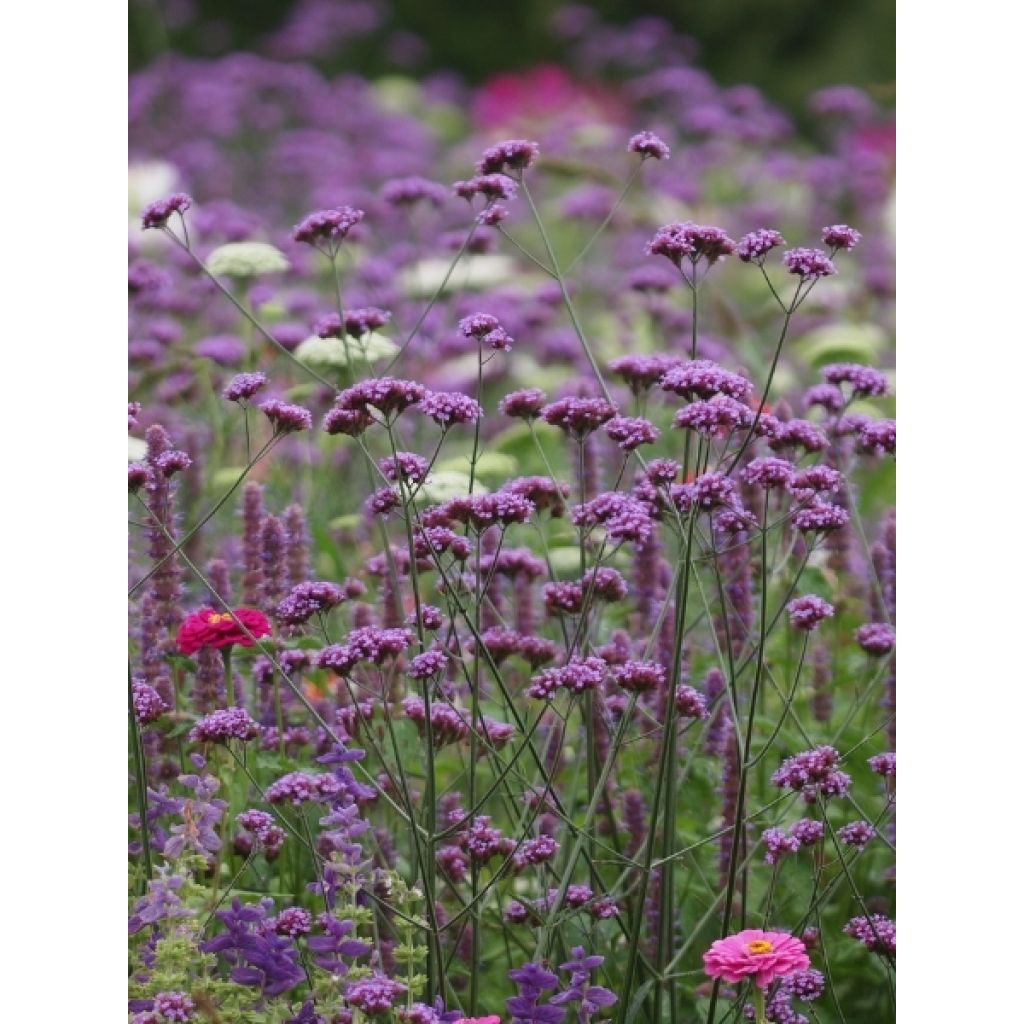 Verbena bonariensis Vanity - Verveine de Buenos Aires