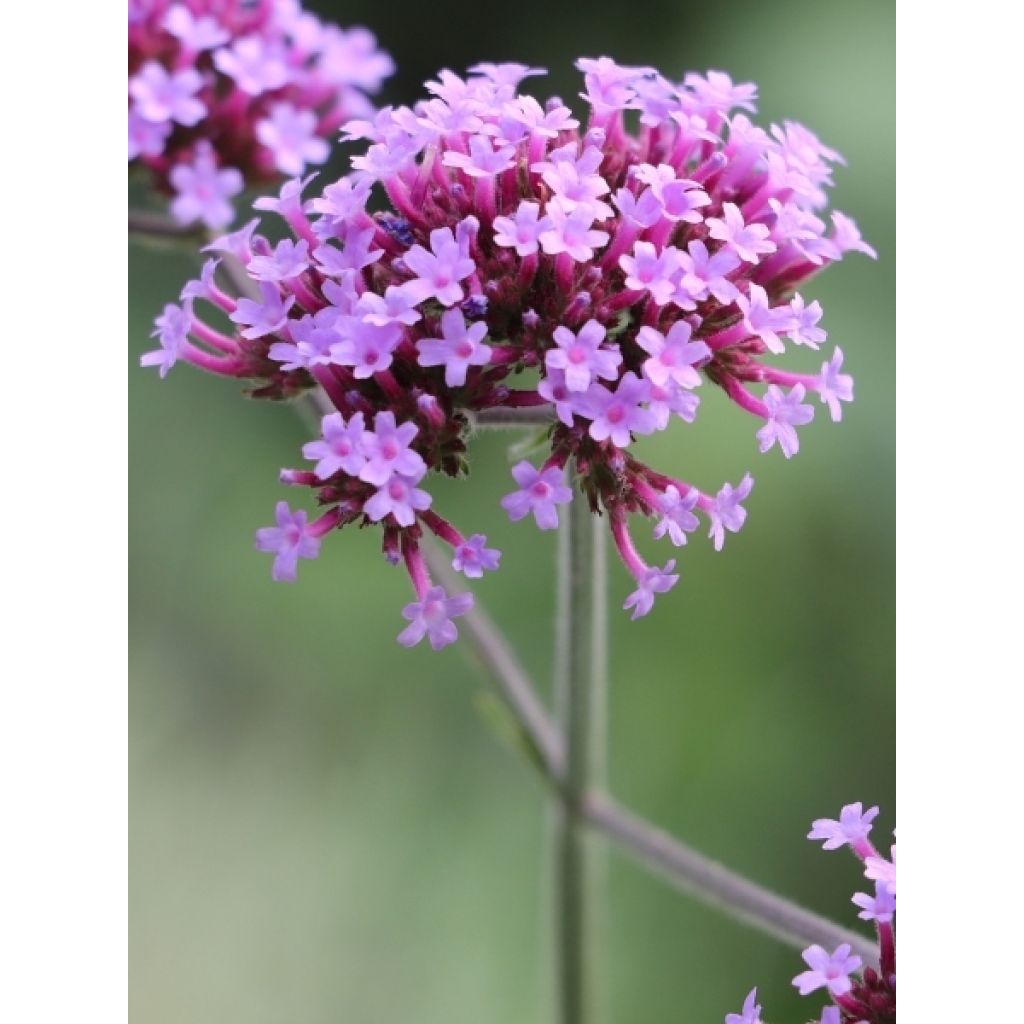 Verbena bonariensis Vanity - Verveine de Buenos Aires