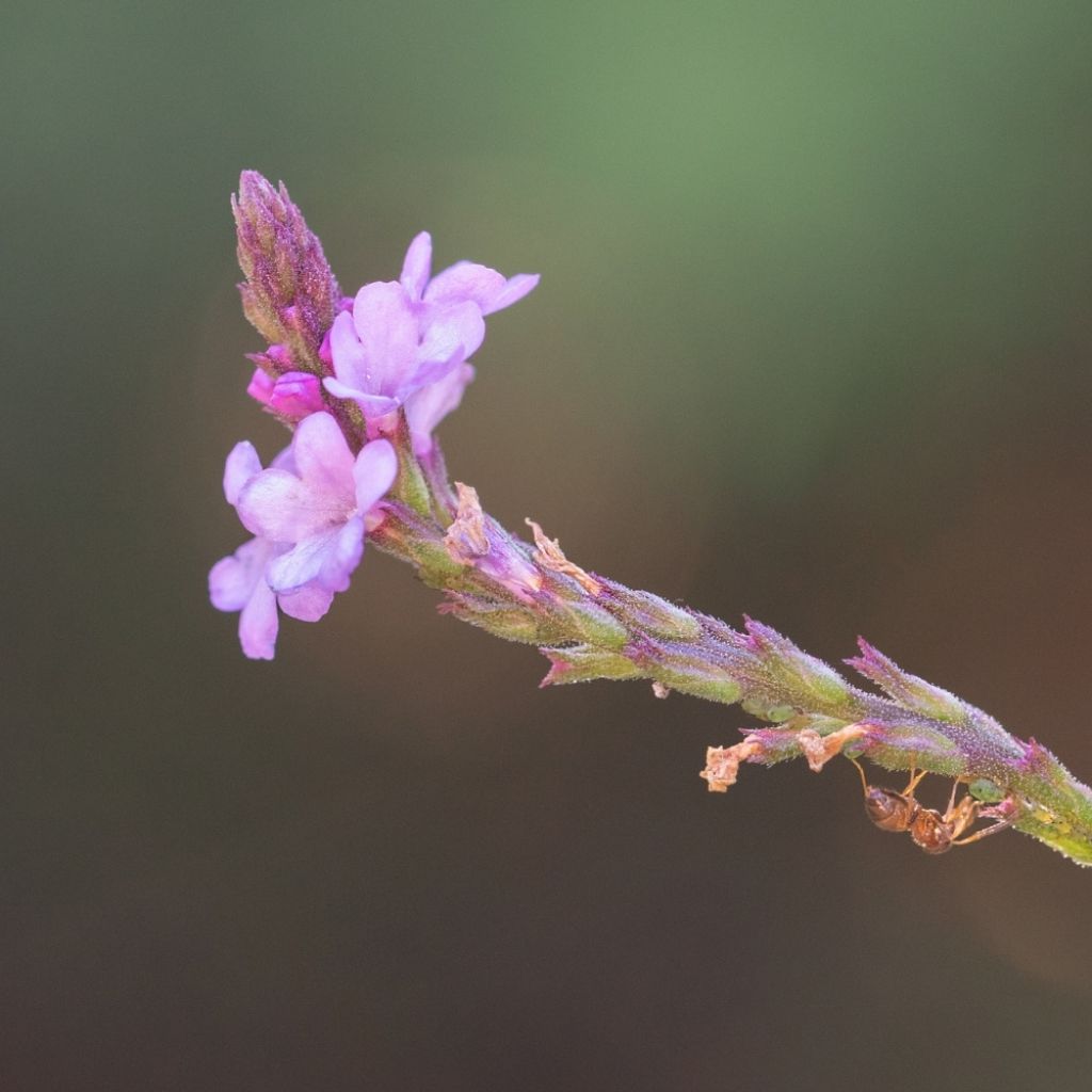 Verbena officinalis Bampton - Verveine officinale