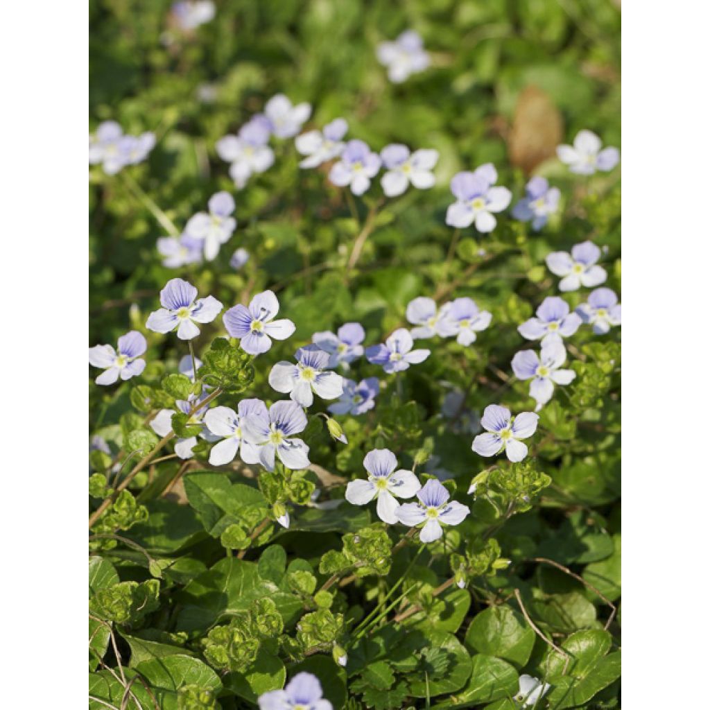 Veronica filiformis - Véronique filiforme