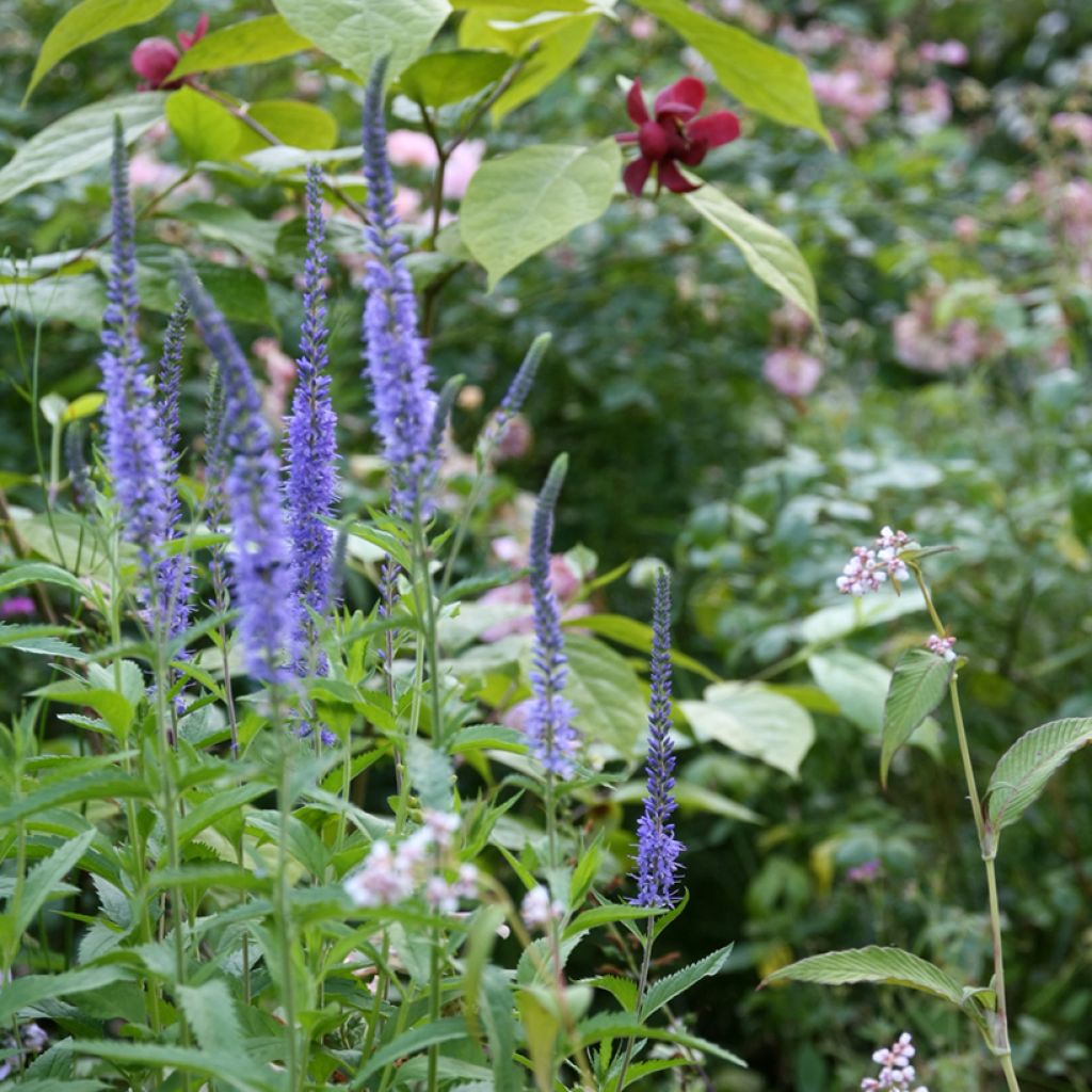Veronica longifolia Blauriesin - Véronique à grandes feuilles