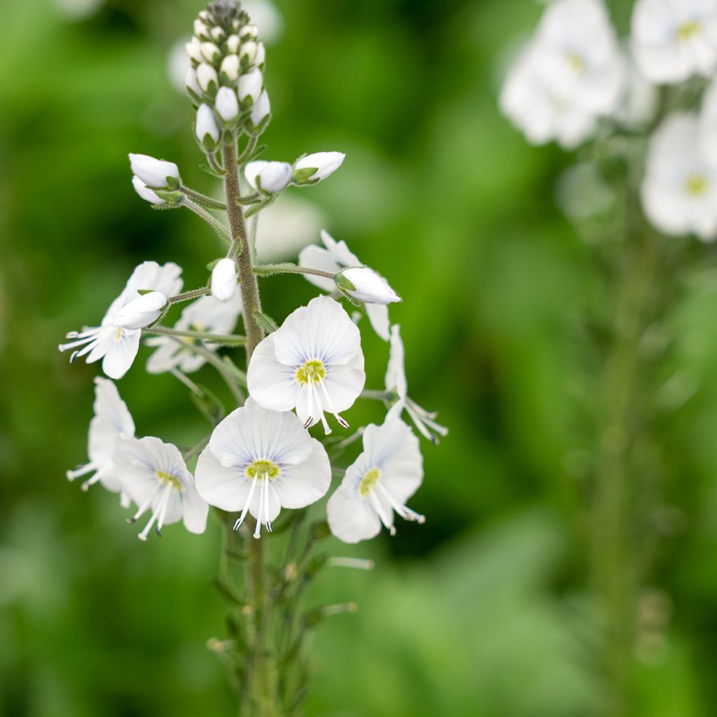 Veronica  gentianoides Tissington White - Véronique du Caucase