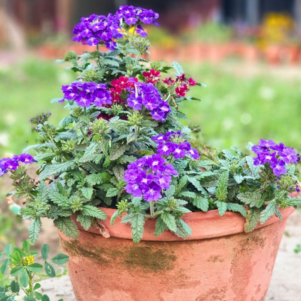 Verveine Vepita Pearl Blue