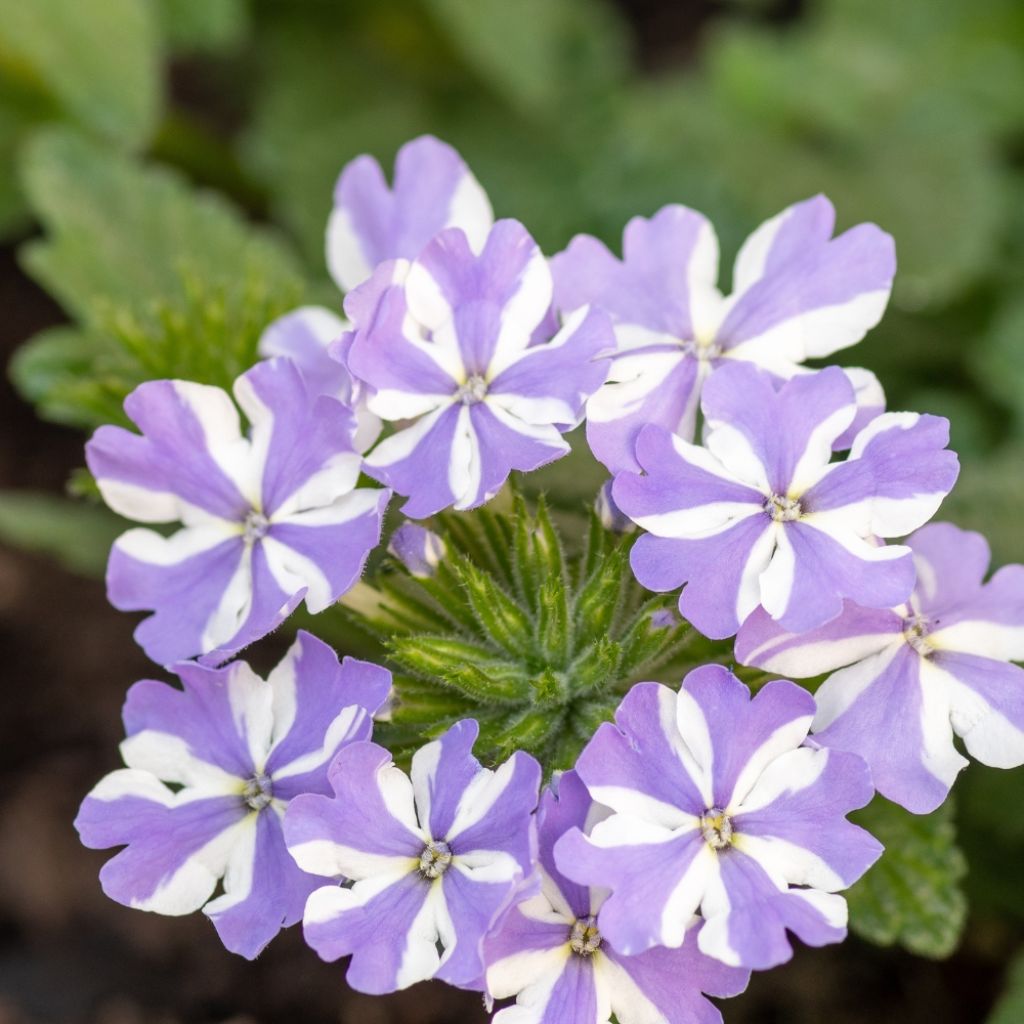 Verveine Virgo Lavender Star