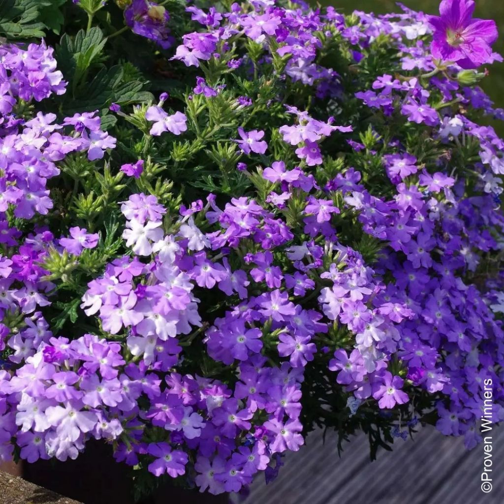 Verveine Virgo Sky Blue