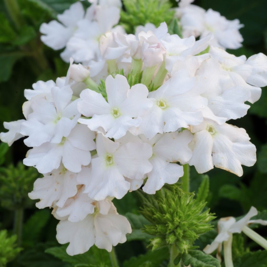 Verveine Virgo White