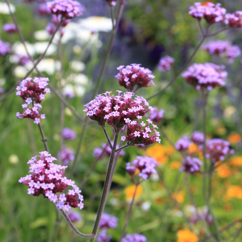 Verbena bonariensis - Verveine de Buenos Aires