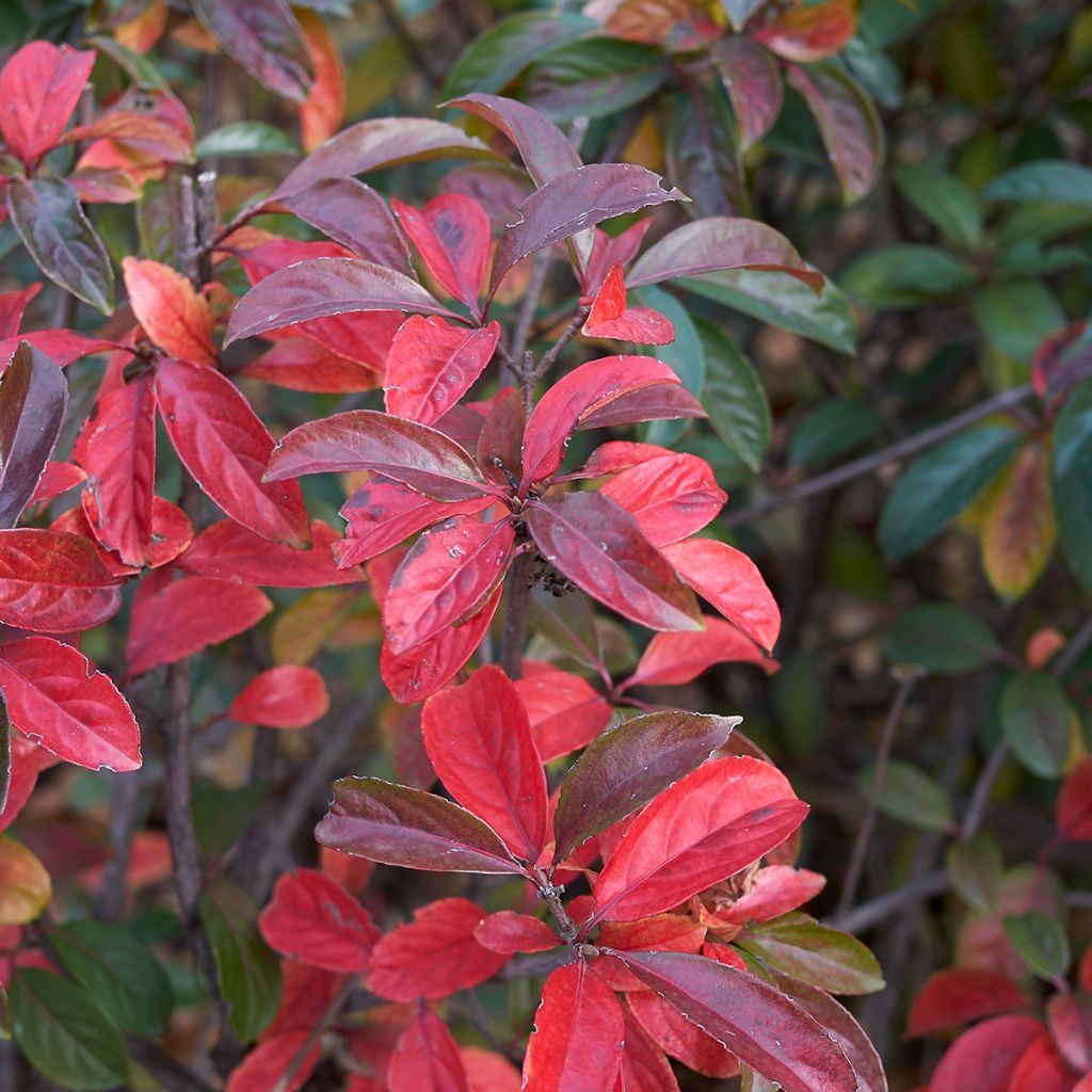 Viorne - Viburnum Le Bois Marquis