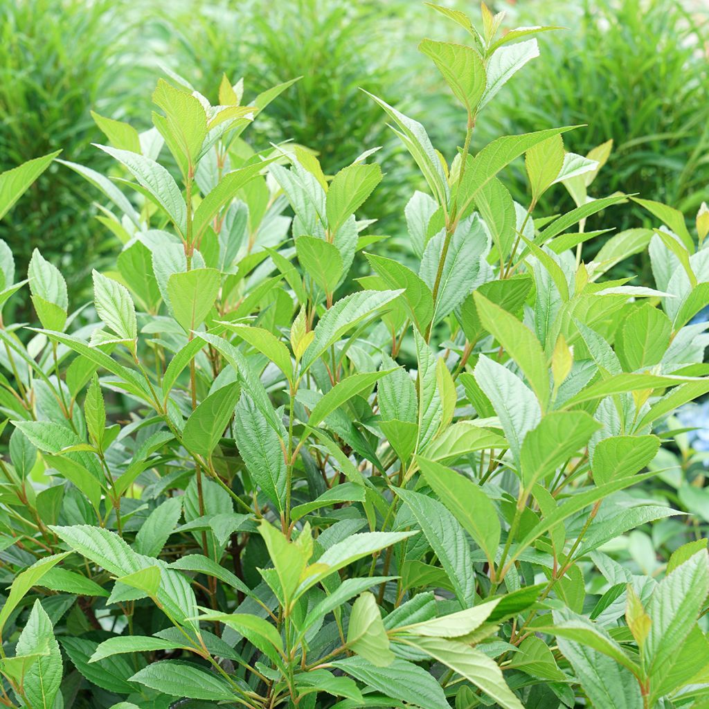 Viorne d'hiver - Viburnum Sweet Talker