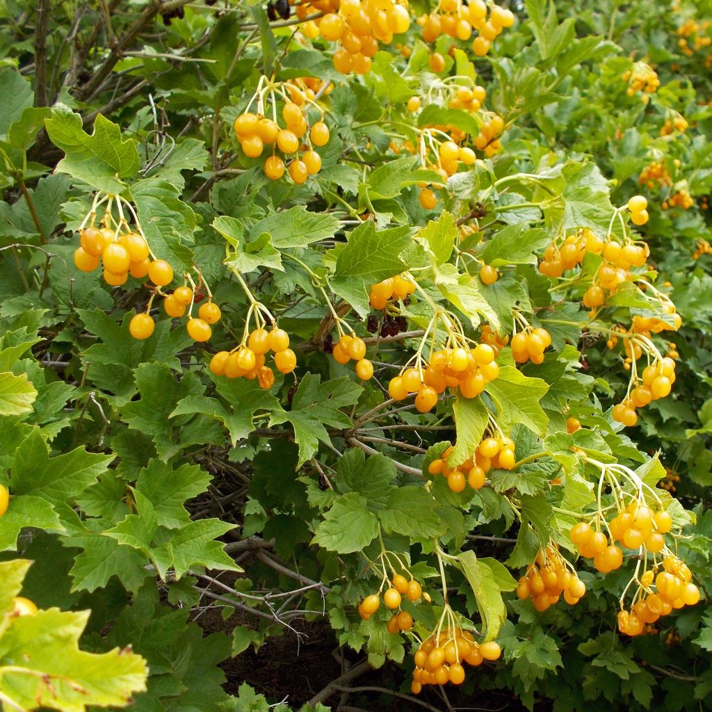 Viorne obier à fruits jaunes - Viburnum opulus Xanthocarpum