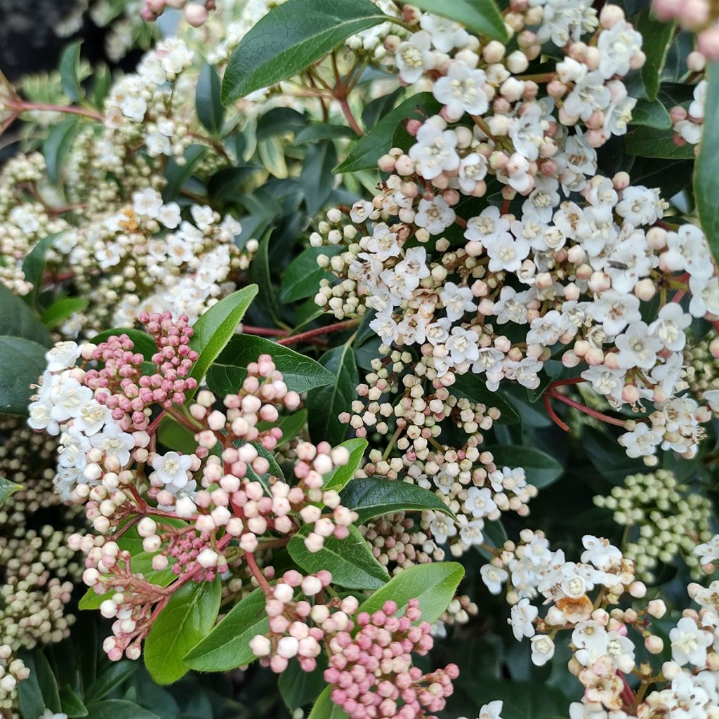 Viburnum tinus Eve Price - Laurier tin
