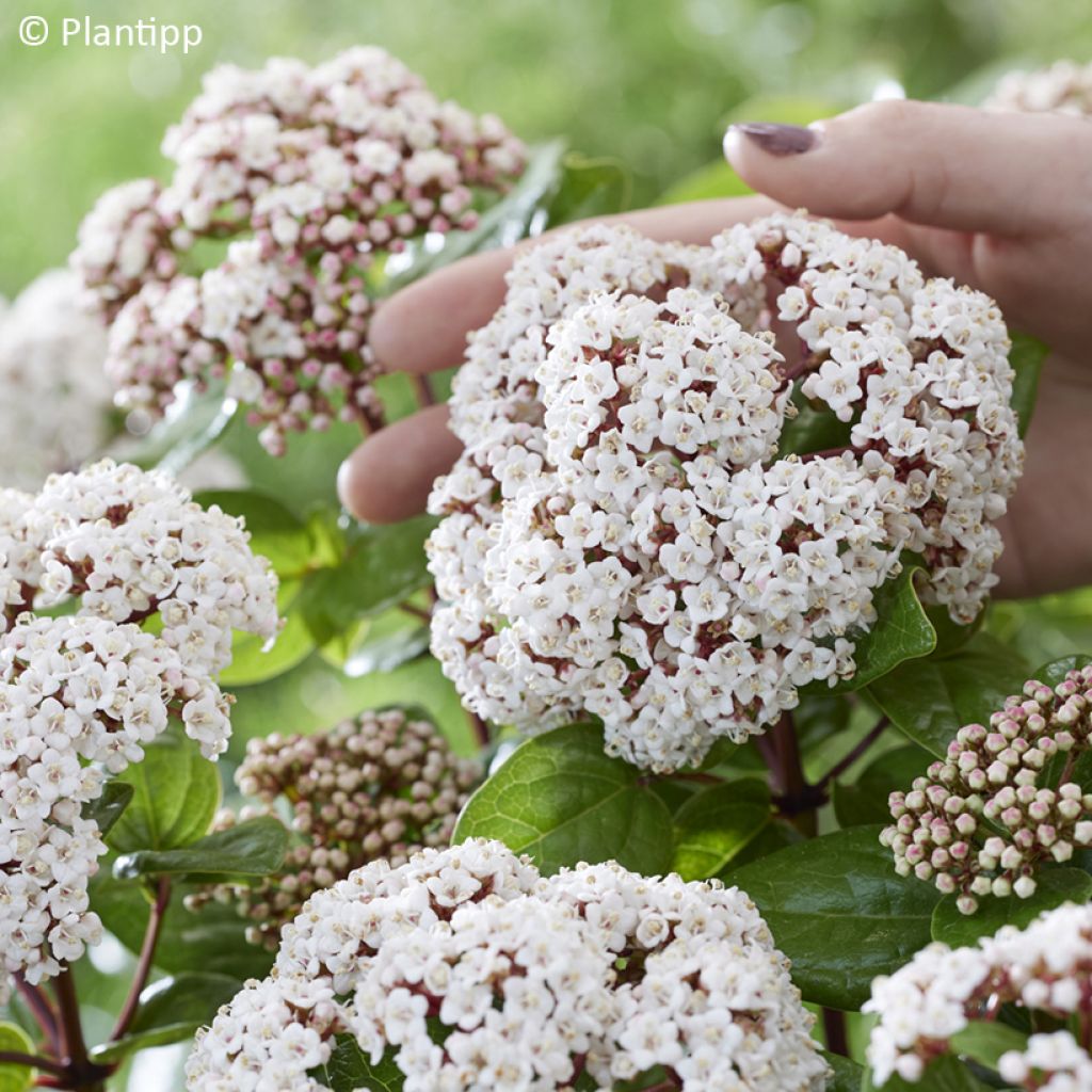Viburnum tinus Rock'n Rolla - Laurier tin