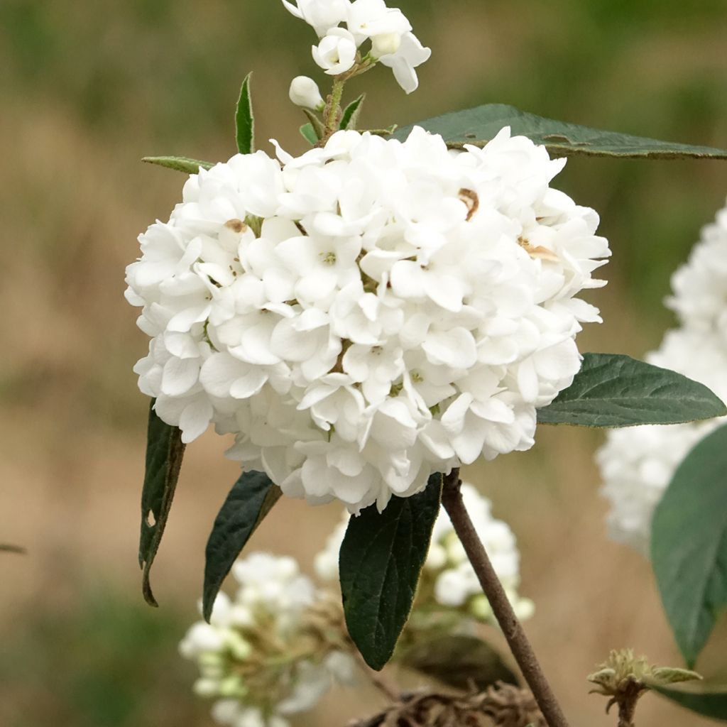 Viorne - Viburnum Eskimo