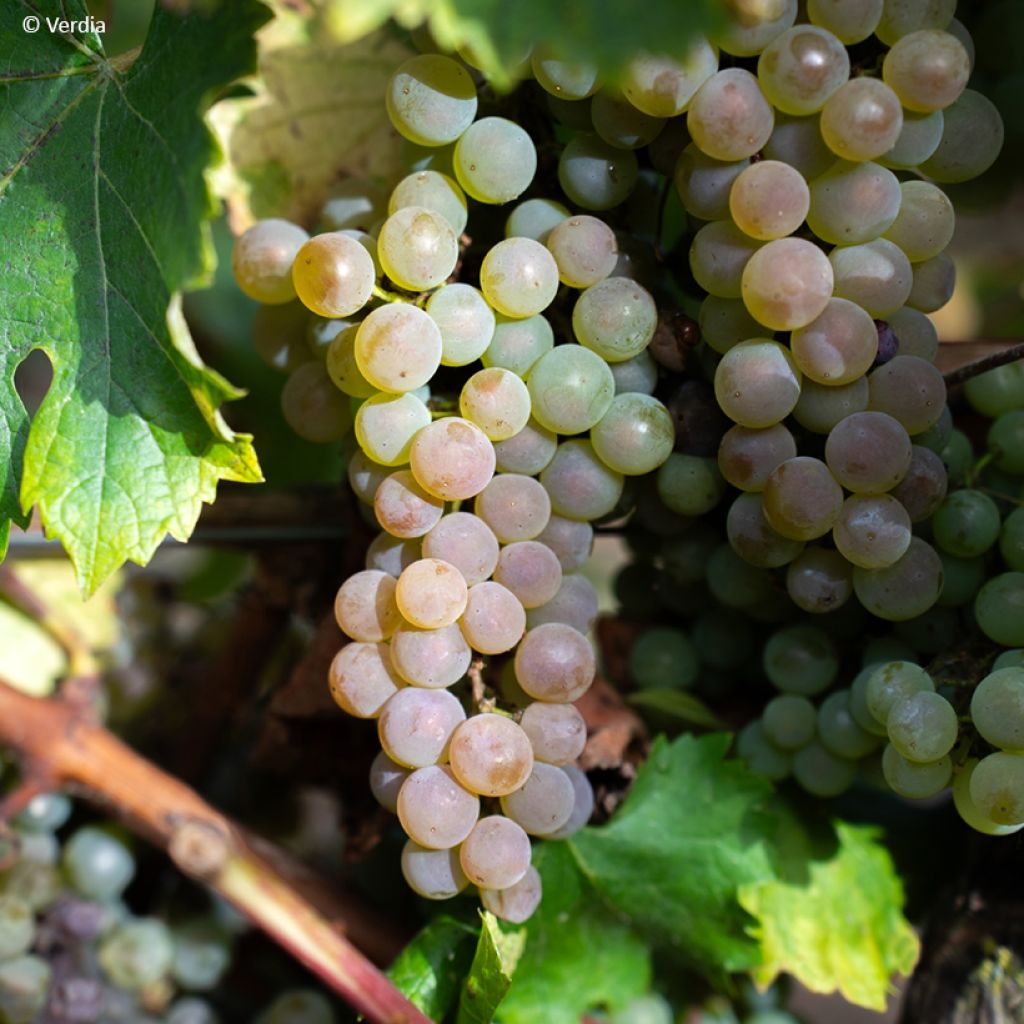 Vigne Nathy-Sauvignac Vign'Happy Fruitality