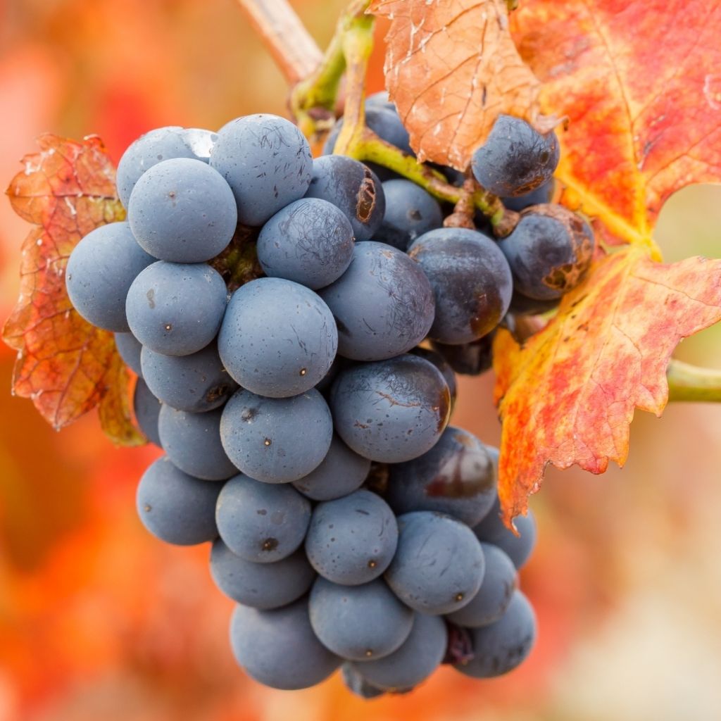 Vigne Alphonse Lavallée - Vitis vinifera 