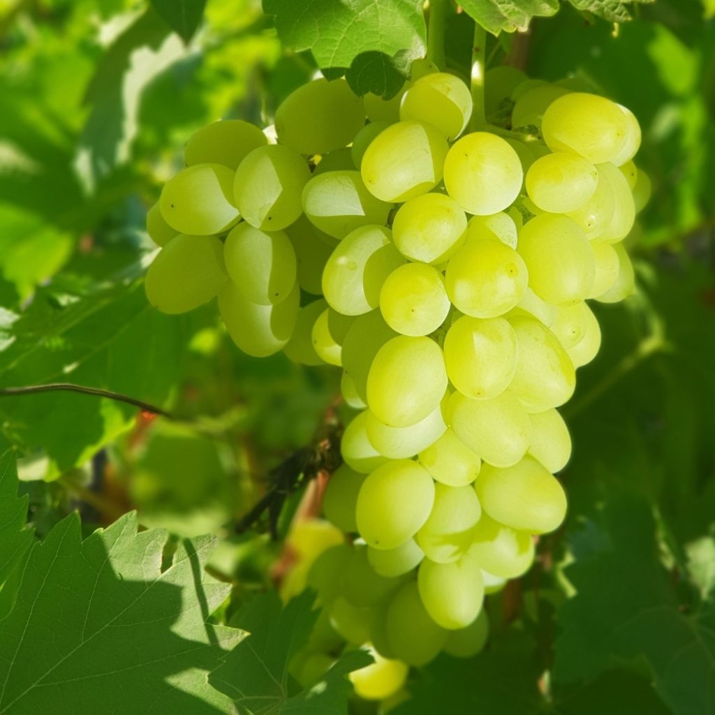 Vigne Centennial Seedless
