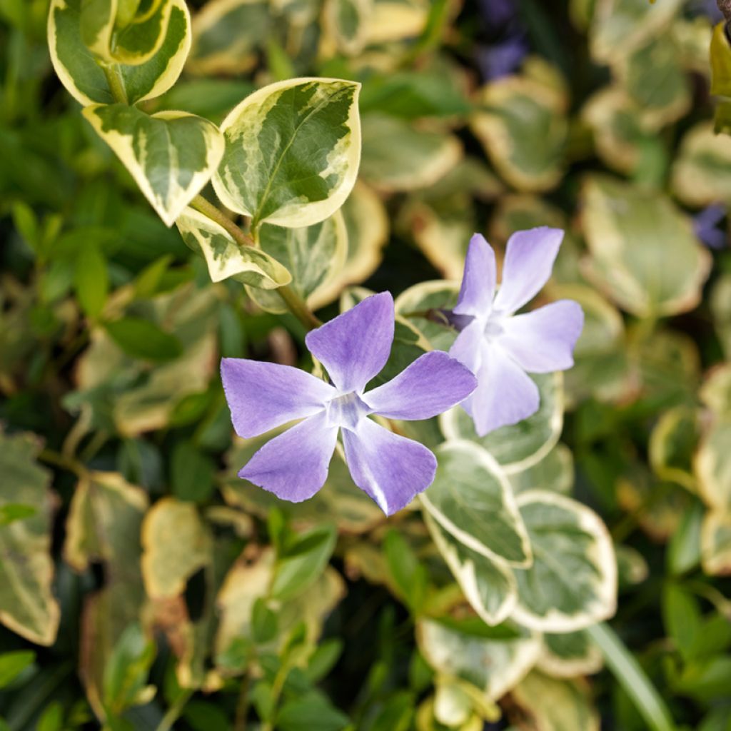 Vinca major Variegata - Grande Pervenche panachée