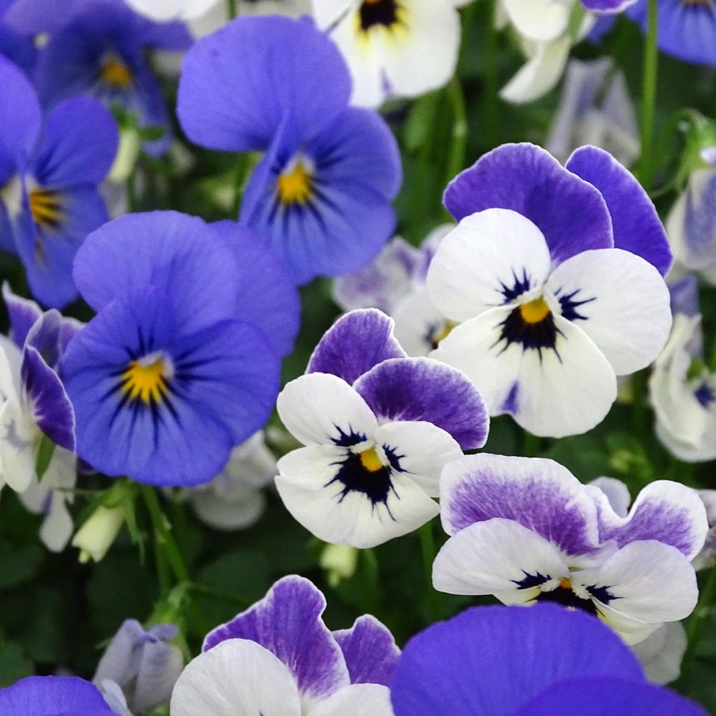 Violette cornue Sorbet Blueberry Sundae mélange Mini-motte