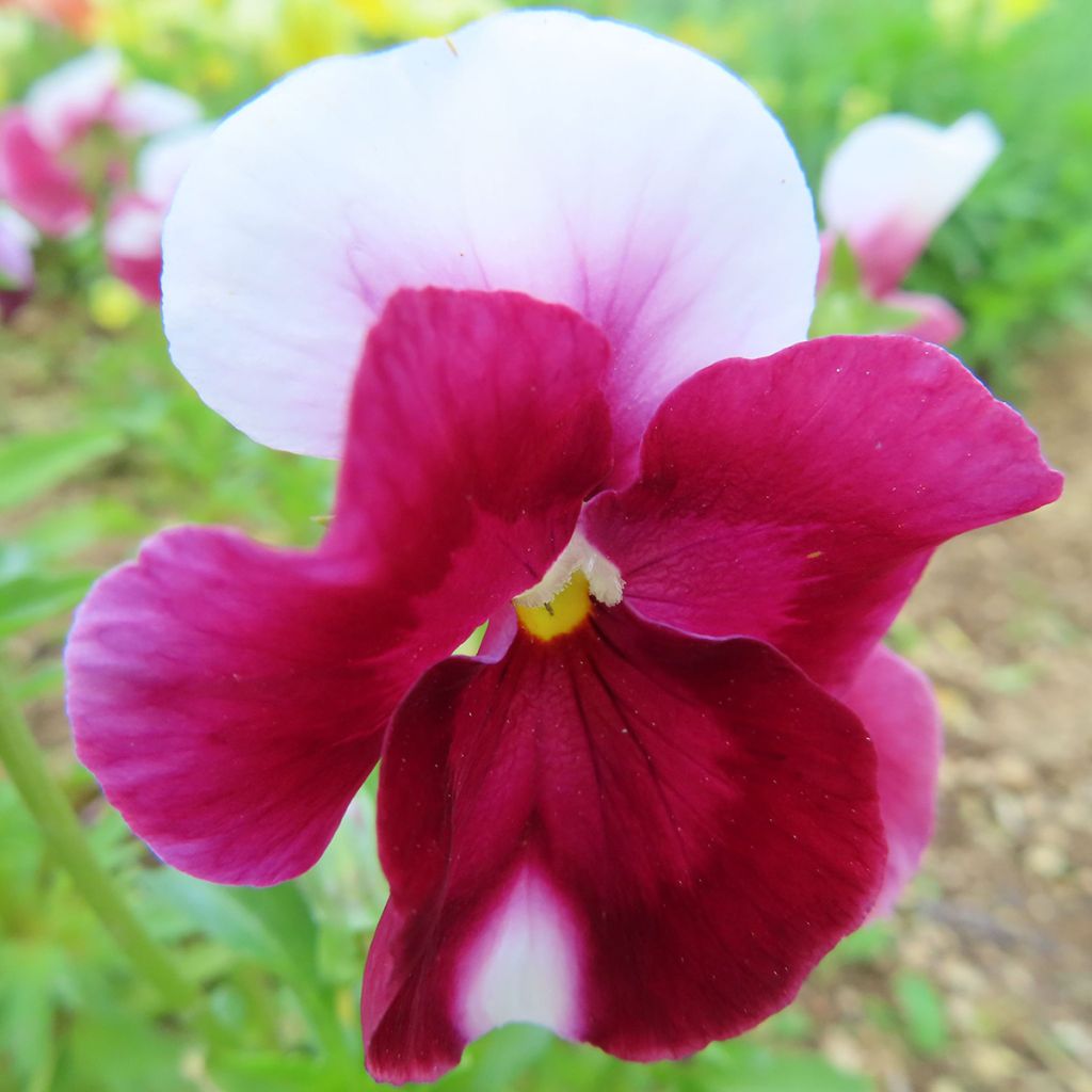 Pensée à Fleurs Moyennes Bimbo Lips - Viola wittrockiana Prim'Up Bimbo Lips