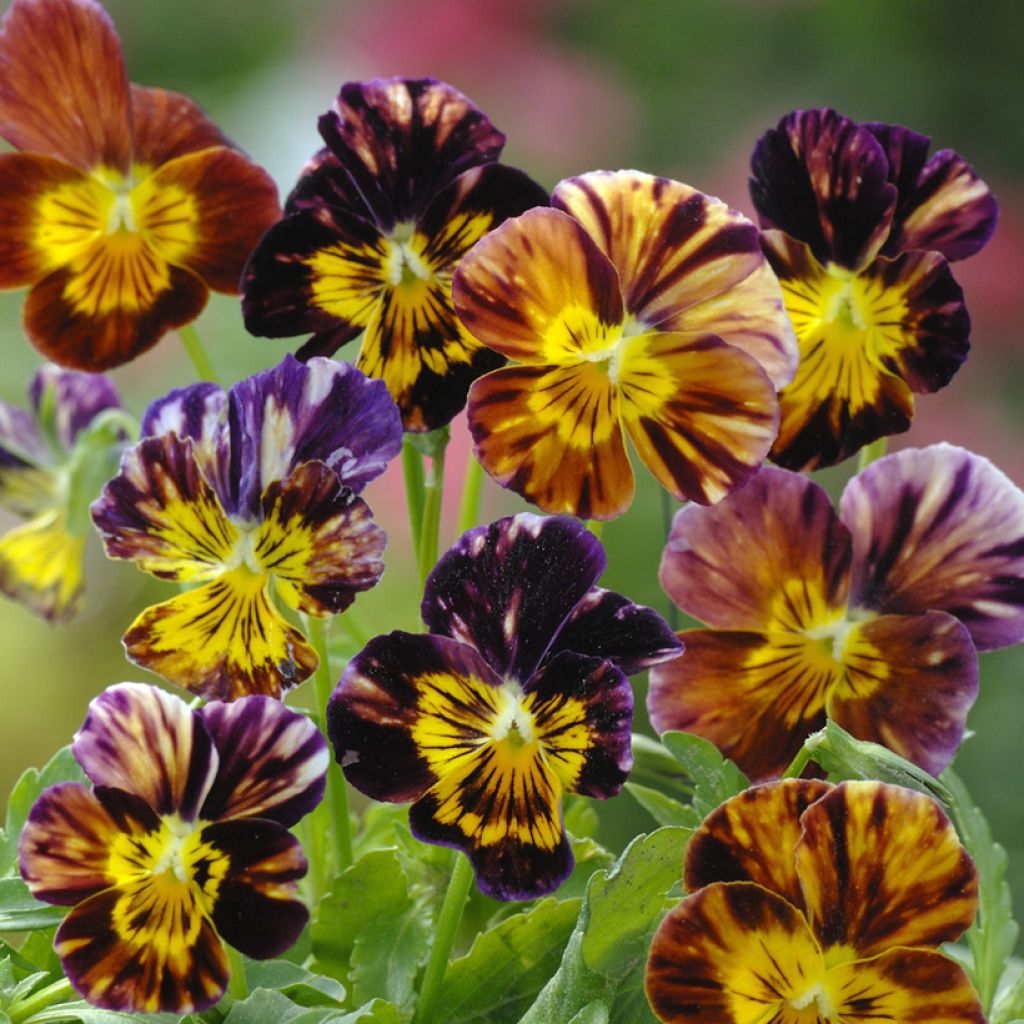 Graines de Viola Brush Strokes