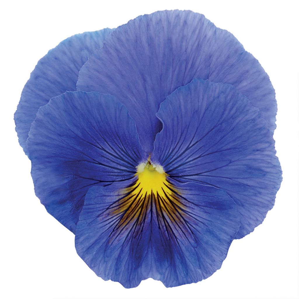 Graines de Pensée True Blue - Viola x wittrockiana 