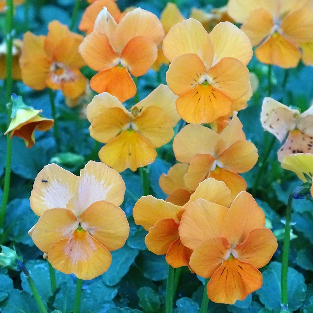 Violette cornue Penny Orange Mini-motte