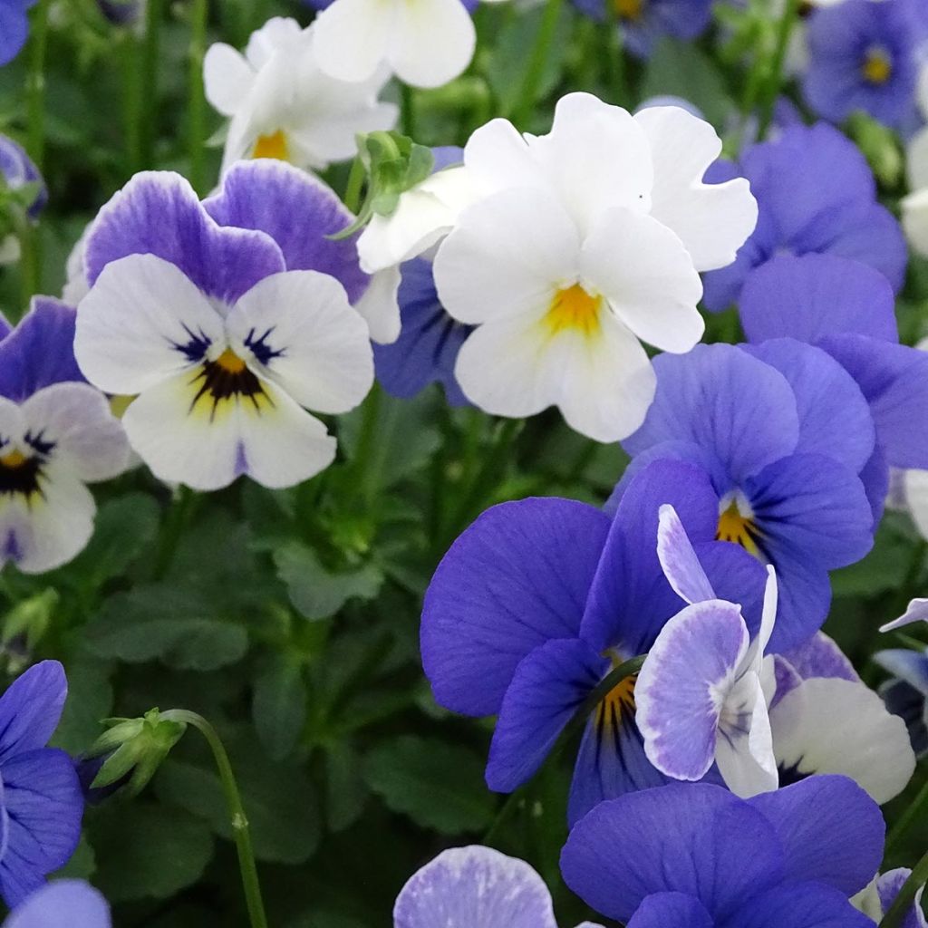 Violette cornue Sorbet Blueberry Sundae mélange Mini-motte