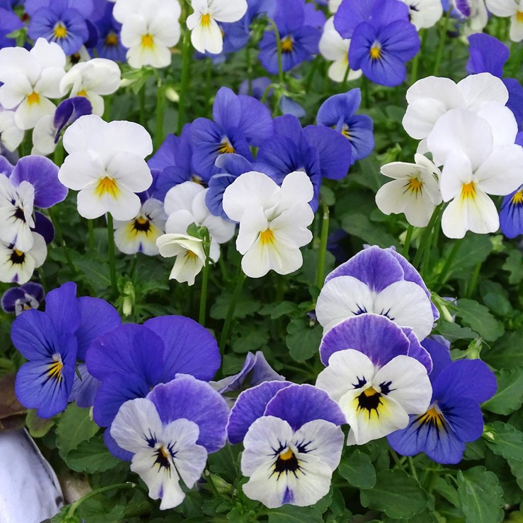 Violette cornue Sorbet Blueberry Sundae mélange Mini-motte