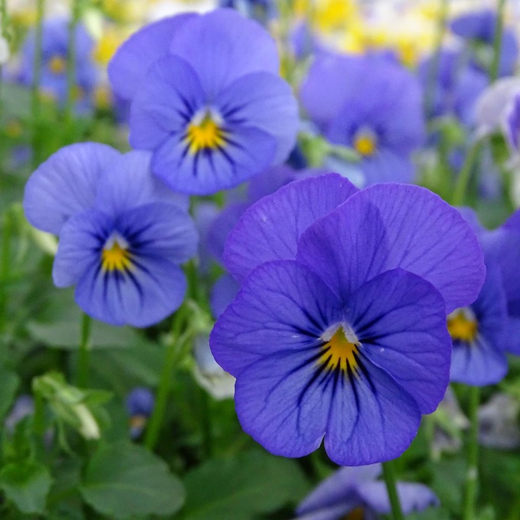Violette cornue Sorbet Blueberry Sundae mélange Mini-motte