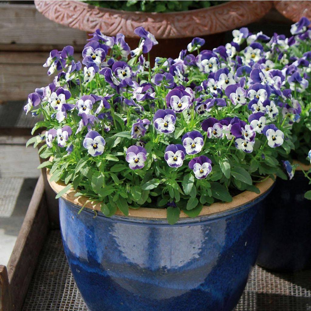 Violette cornue Sorbet Delft Blue Mini-motte