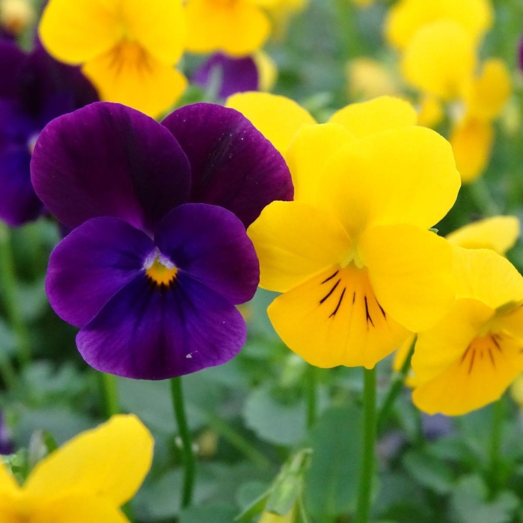Violette cornue Sorbet Harvest Mix mélange Mini-motte