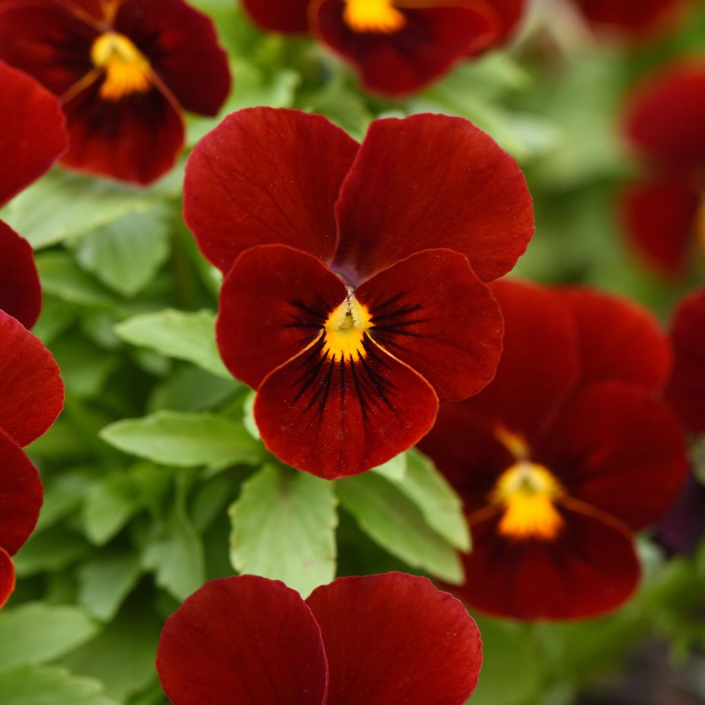 Violette cornue Sorbet Xp Red - Viola cornuta