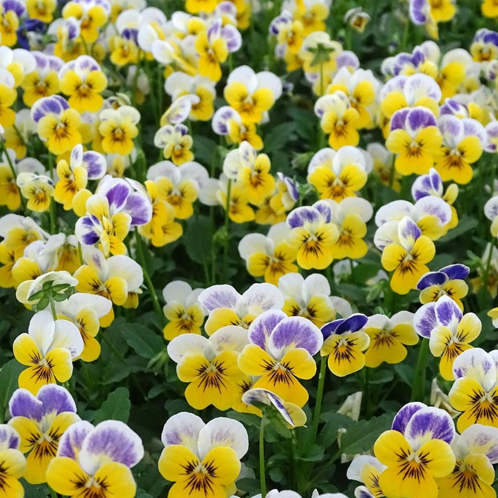 Violette cornue Sorbet Yellow Blue Jump-Up Mini-motte