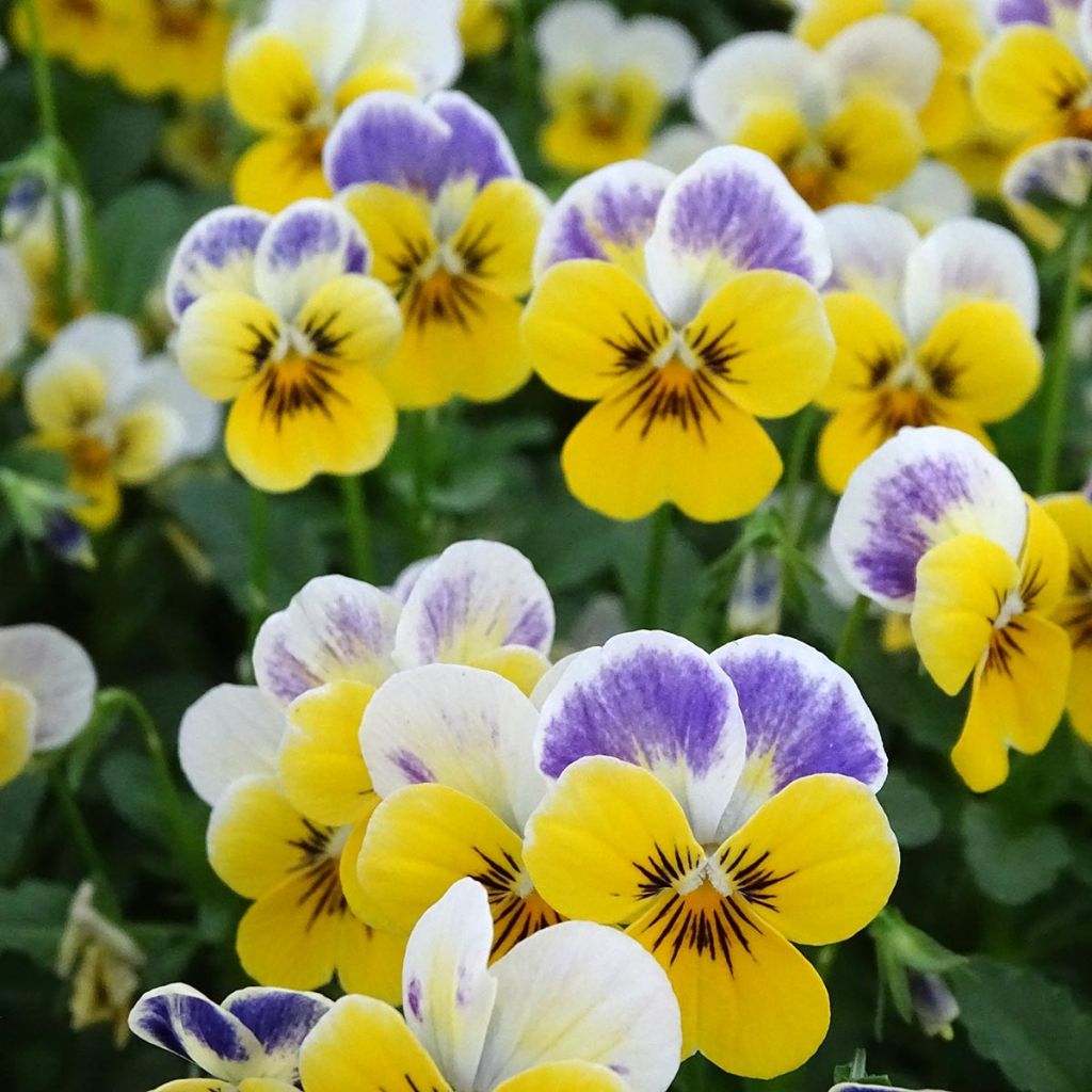 Violette cornue Sorbet Yellow Blue Jump-Up Mini-motte