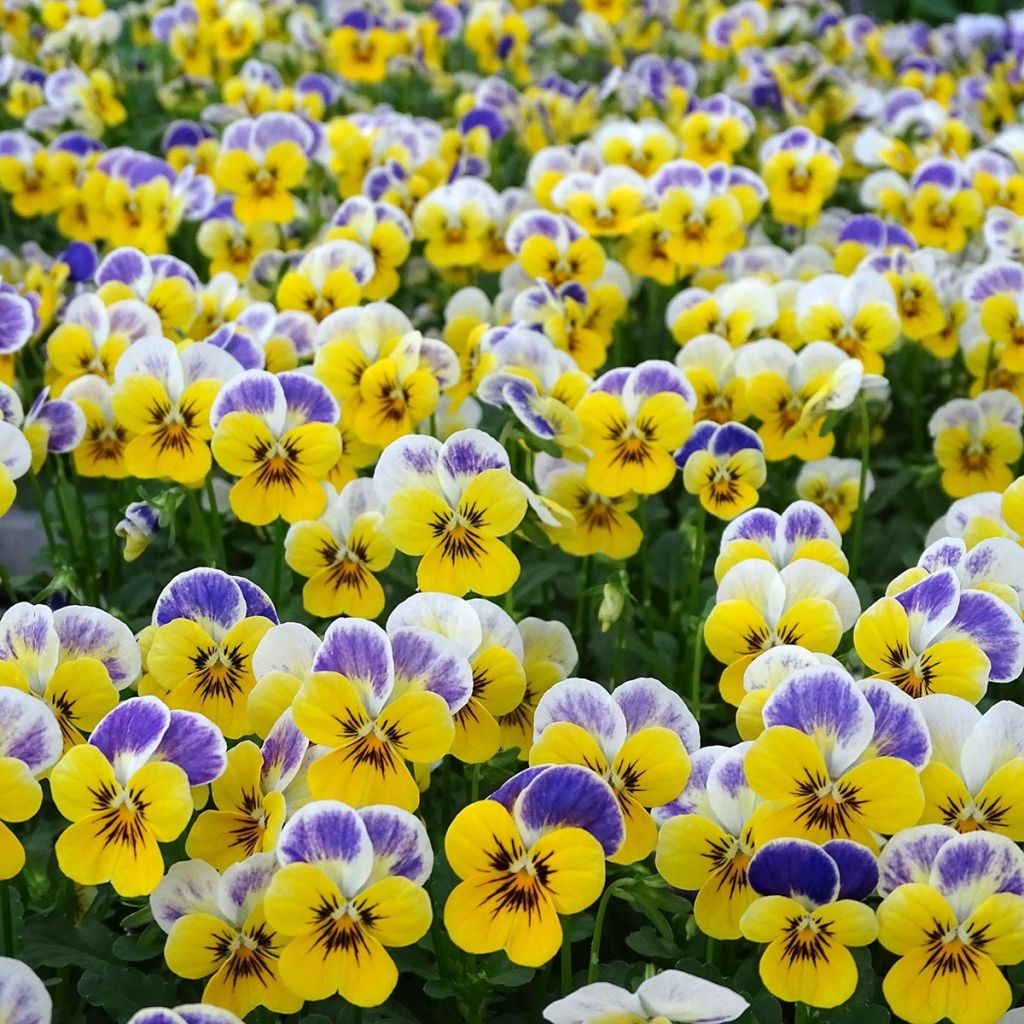 Violette cornue Sorbet Yellow Blue Jump-Up Mini-motte