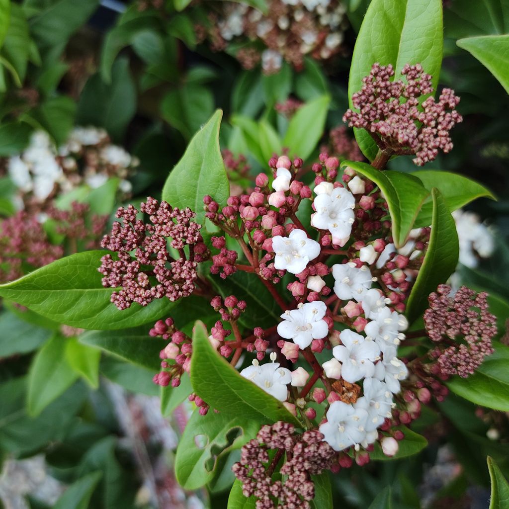 Viburnum tinus Spirit - Laurier tin