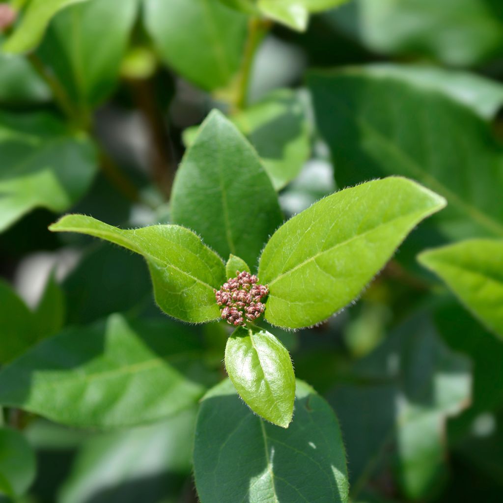 Viorne, Laurier tin - Viburnum tinus Gwenlian