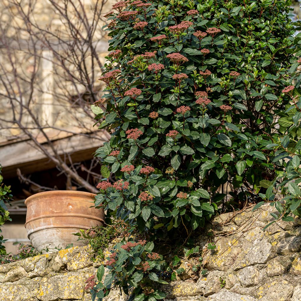 Viorne, Laurier tin - Viburnum tinus Gwenlian