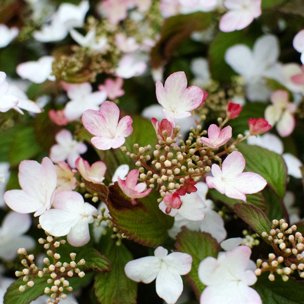Viorne - Viburnum plicatum Pinkawai