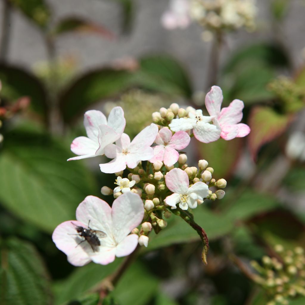 Viorne - Viburnum plicatum Pinkawai