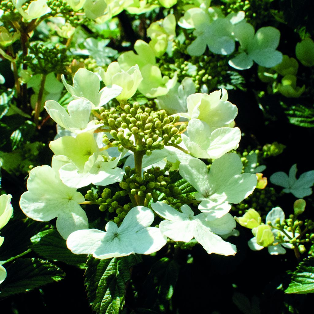 Viorne - Viburnum plicatum Shirogami